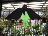 Bat Green - Bat / Batman - Eksklusiivinen lohikäärme osoitteesta www.Drake.nu