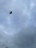 Bat Green - Bat / Batman - Eksklusiivinen lohikäärme osoitteesta www.Drake.nu