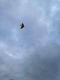 Bat Green - Bat / Batman - Eksklusiivinen lohikäärme osoitteesta www.Drake.nu
