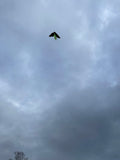 Bat Green - Bat / Batman - Eksklusiivinen lohikäärme osoitteesta www.Drake.nu
