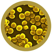 Staphylococcus Aureus / Staph ja MRSA - Useita kokoja