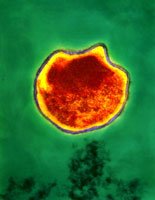 Klamydia / Chlamydia (Chlamydia trachomatis) - halkaisija noin 40 cm