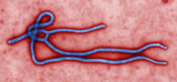 Ebola / Ebola Virus / Ebolavirus  (Flera storlekar)