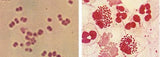 Gonorré gossedjur ca.50x20cm / Neisseria gonorrhoeae / Gonokocker / Clap / Gonorrhoeae / Gonore