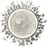 Äggcell Mjukisdjur / Kvinnlig könscell / Egg Cell (Human ovum) / GiantMicrobes från USA