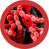 Kurkkukipu / Streptococcus / Streptococcus Boys / Kurkkukipu / Streptococcus