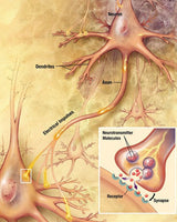Aivosolu / neuroni / aivosolu / neuroni