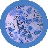 Tippuripehmustettu eläin n. 50x20 cm / Neisseria gonorrhoeae / Gonococci / Clap / Tippuri / Tippuri