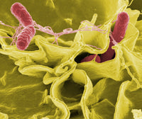 Salmonella / Salmonella typhimurium Pehmeä lelu