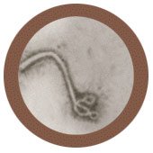 Ebola / Ebola Virus / Ebolavirus  (Flera storlekar)