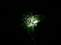 Aurinkokennovalaisin Tiger Lily lasissa kauniissa väreissä! REA 25 %