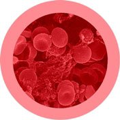 Punasolut (halkaisijaltaan noin 40 cm) / punasolut / punasolut / punasolut
