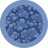 Staphylococcus Aureus / Staph ja MRSA - Useita kokoja