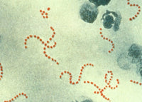 Streptococcus pyogenes pojat n.25x50cm / "Lihansyöminen"