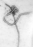 Ebola / Ebola Virus / Ebola Virus (useita kokoja)