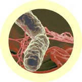 Salmonella / Salmonella typhimurium Pehmeä lelu
