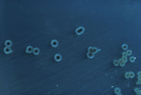 Salmonella / Salmonella typhimurium Pehmeä lelu