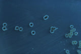 Salmonella / Salmonella typhimurium Pehmeä lelu