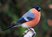 Bullfinch Wind -peli (voi seistä kepin päällä tai ripustaa entisiin puihin) / Tuulipeli Gimpel / Robin Wind Game