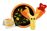 Antikropp / Antibody Giant Microbe Gossedjur