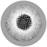 HPV virus / Livmoderhalscancer(mjukisdjur ca15cm i diameter ) - humant papillomvirus - GiantMicrobes från USA - flera storlekar